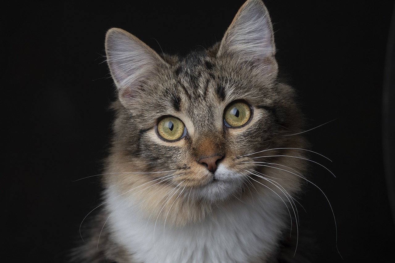 Is There a Philosophical Explanation to Schrodinger's Cat Experiment?
